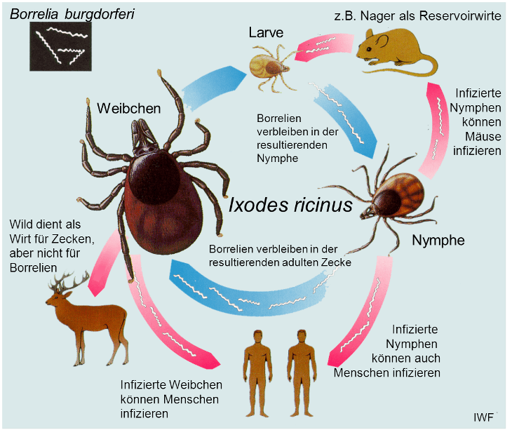 Übertragungszyklus des Erregers der Lyme-Borreliose